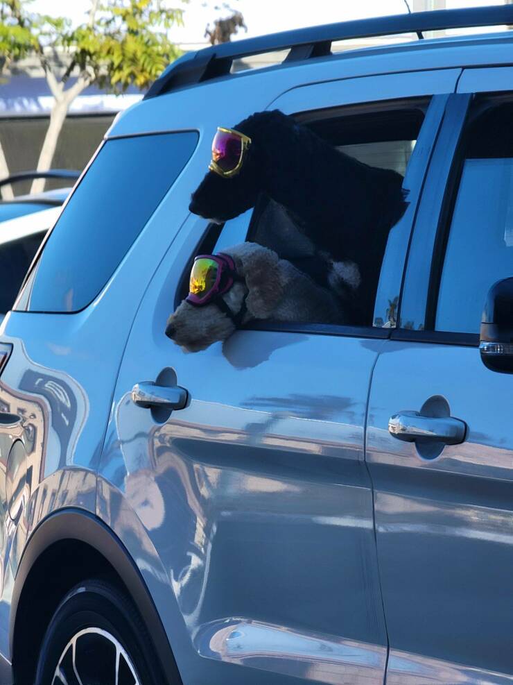 Подборка картинок. Вечерний выпуск - 21.12.2022 (30 фото)