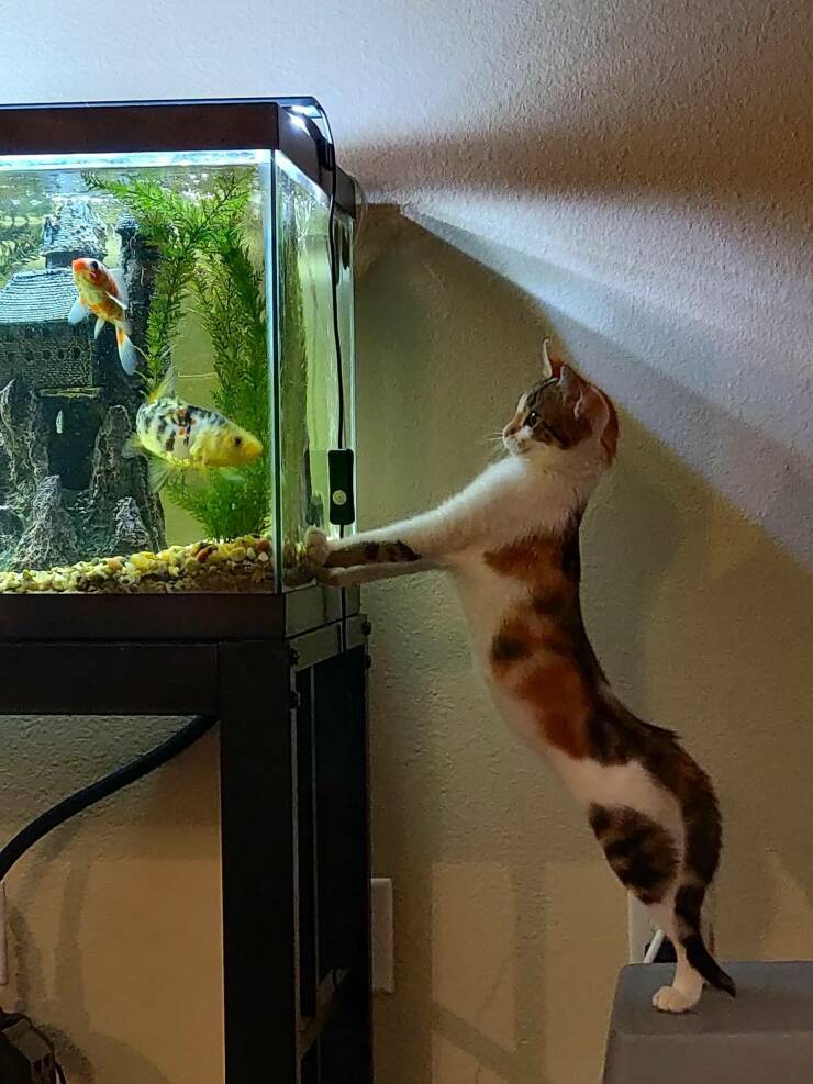 Подборка картинок. Вечерний выпуск - 21.12.2022 (30 фото)