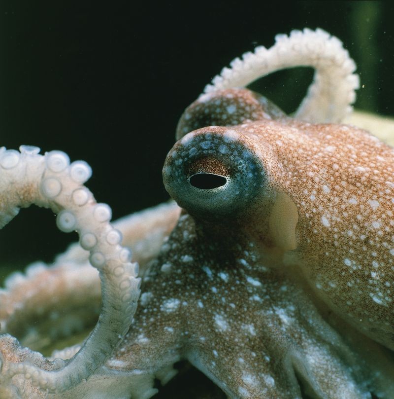 Фотография: 7 самых впечатляющих проявлений интеллекта у животных №7 - BigPicture.ru