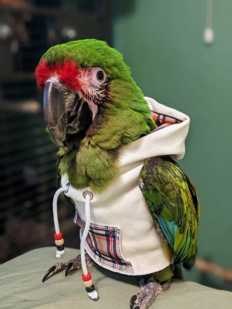 Подборка картинок. Вечерний выпуск - 26.12.2022 (30 фото)