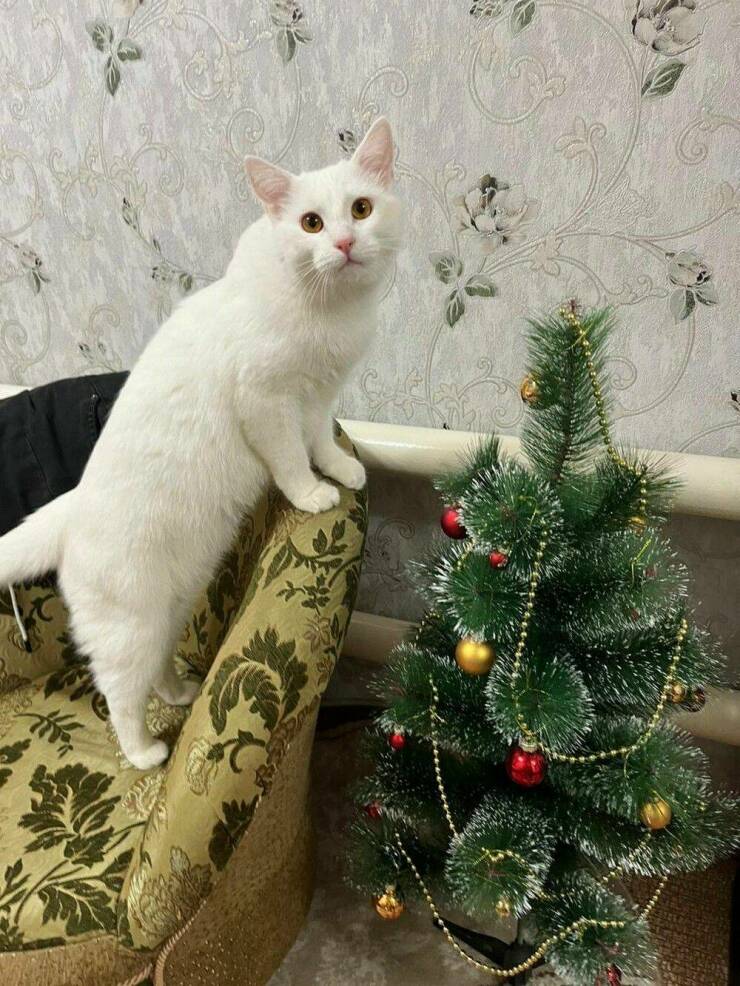 Подборка картинок. Вечерний выпуск - 26.12.2022 (30 фото)