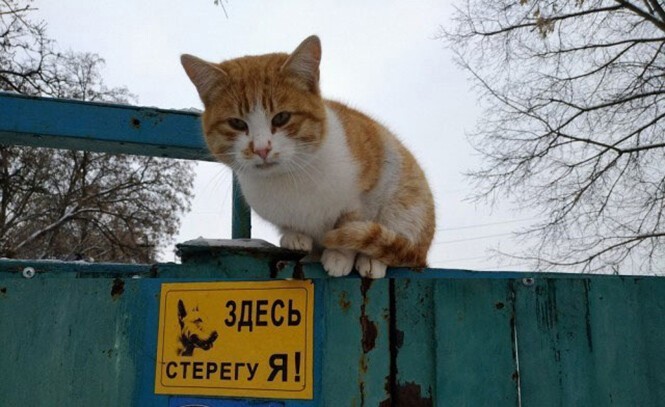 Смешные и познавательные картинки