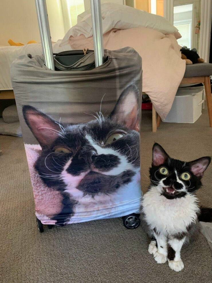 Подборка картинок. Вечерний выпуск - 27.12.2022 (30 фото)