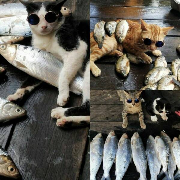 Подборка картинок. Вечерний выпуск - 27.12.2022 (30 фото)