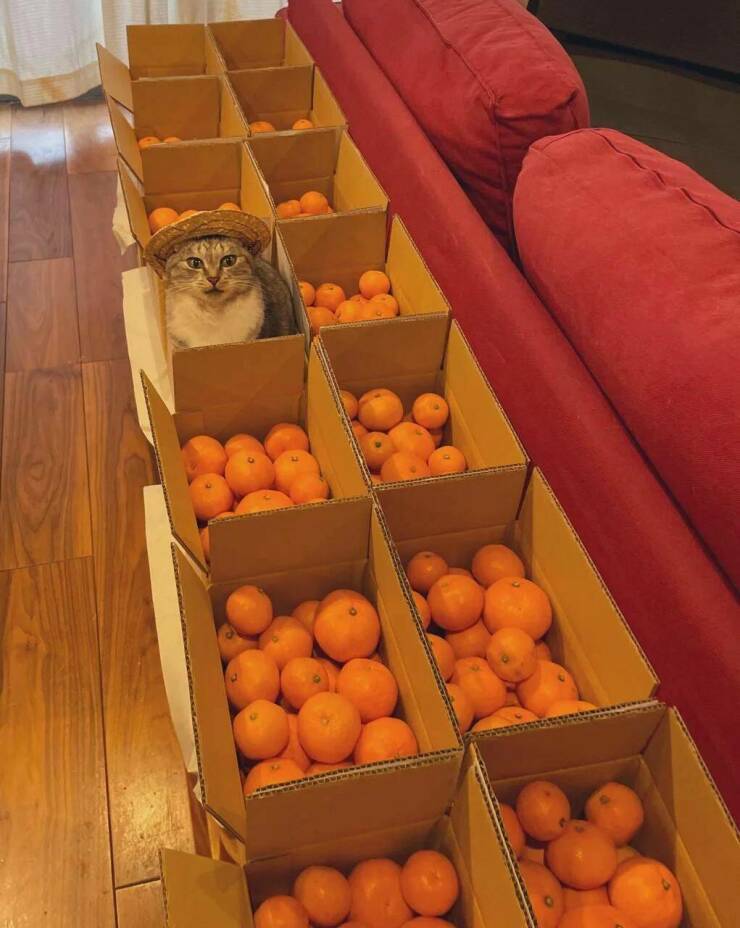 Подборка картинок. Вечерний выпуск - 29.12.2022 (30 фото)