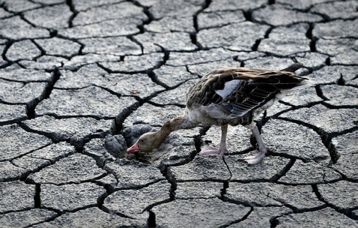 15 катастрофичных снимков европейских рек, которые обмелели из-за засухи 15 катастрофичных снимков европейских рек, которые обмелели из-за засухи