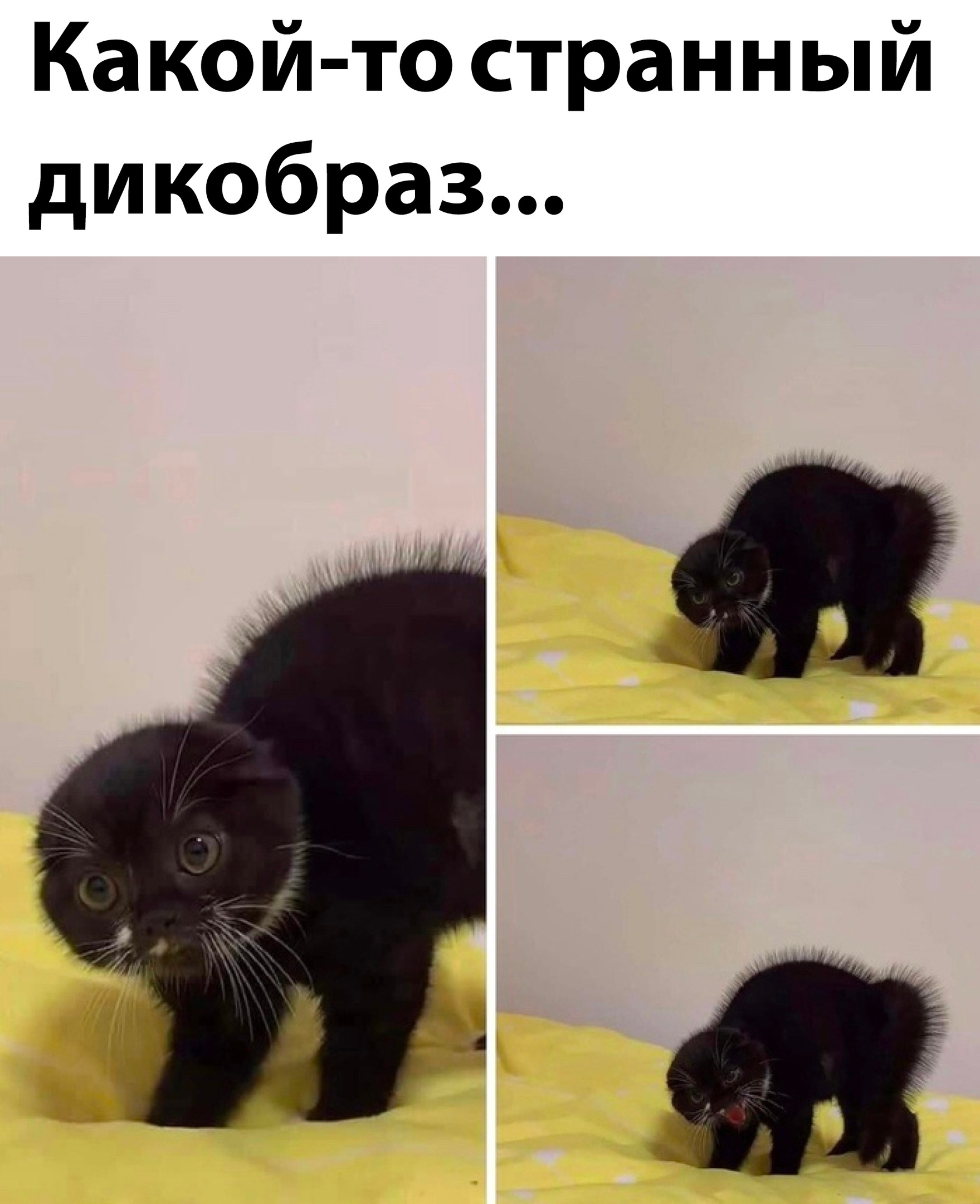 Подборка картинок. Вечерний выпуск - 06.01.2023 (30 фото)