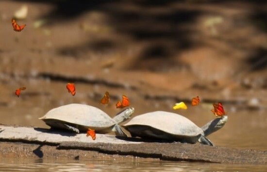 Бабочки пьют слезы черепах как источник натрия и других минералов