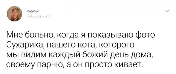 Подборка забавных твитов о домашних животных