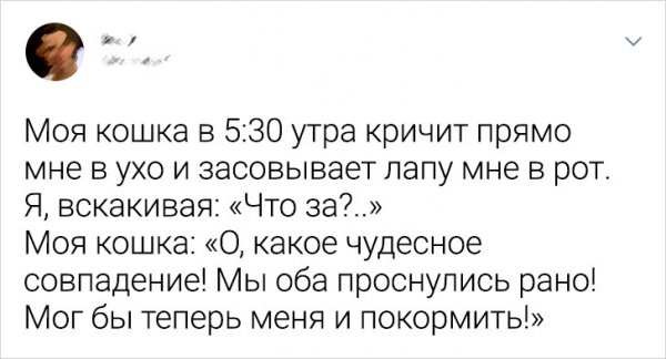 Подборка забавных твитов о домашних животных