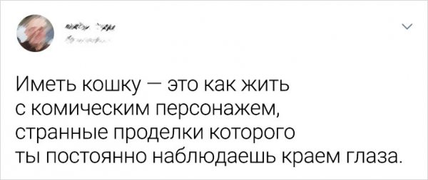 Подборка забавных твитов о домашних животных