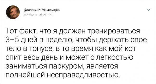 Подборка забавных твитов о домашних животных
