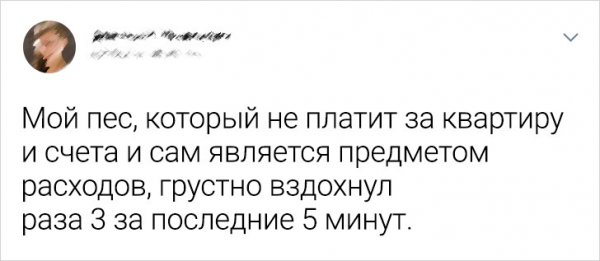 Подборка забавных твитов о домашних животных