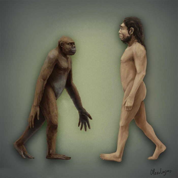 Ардипитек: Первый предок людей, который научился ходить прямо. Почему они выбрали курс на очеловечивание? Ардипитек: Первый предок людей, который научился ходить прямо. Почему они выбрали курс на очеловечивание?