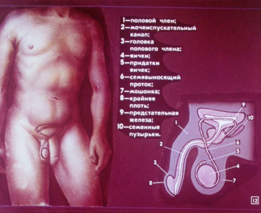 Азбука для двоих. Диафильм для старшеклассников 1989г.