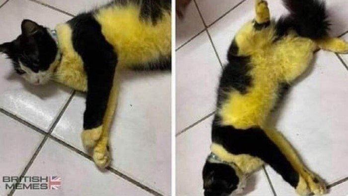 Странные товарищи: 30 уморительных фото с котейками