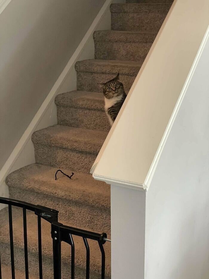 Странные товарищи: 30 уморительных фото с котейками