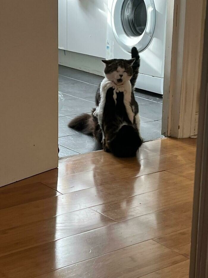 Странные товарищи: 30 уморительных фото с котейками