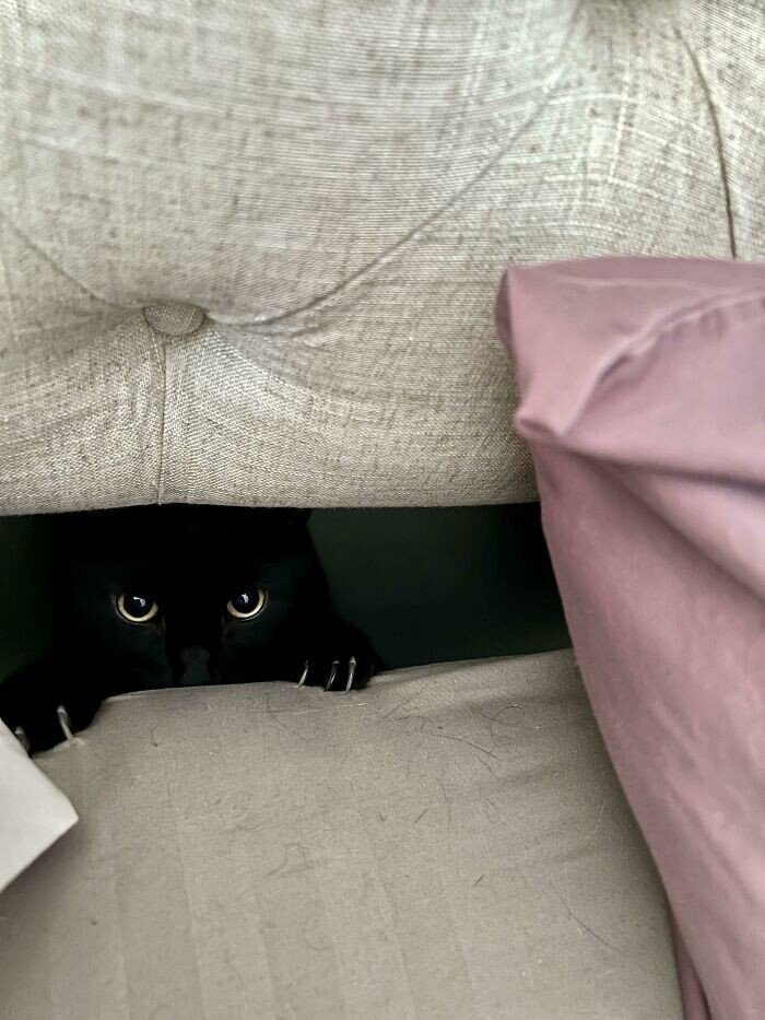 Странные товарищи: 30 уморительных фото с котейками