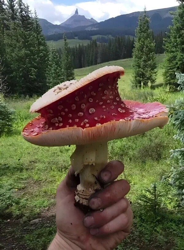 Мухомор странной формы