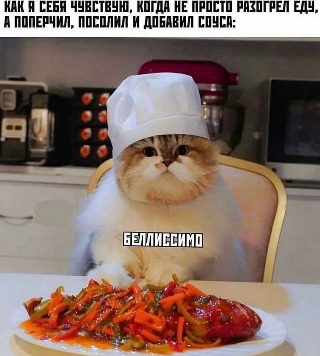 Взгляните на этих смешных кошек: подборка ржачных приколов с пушистиками