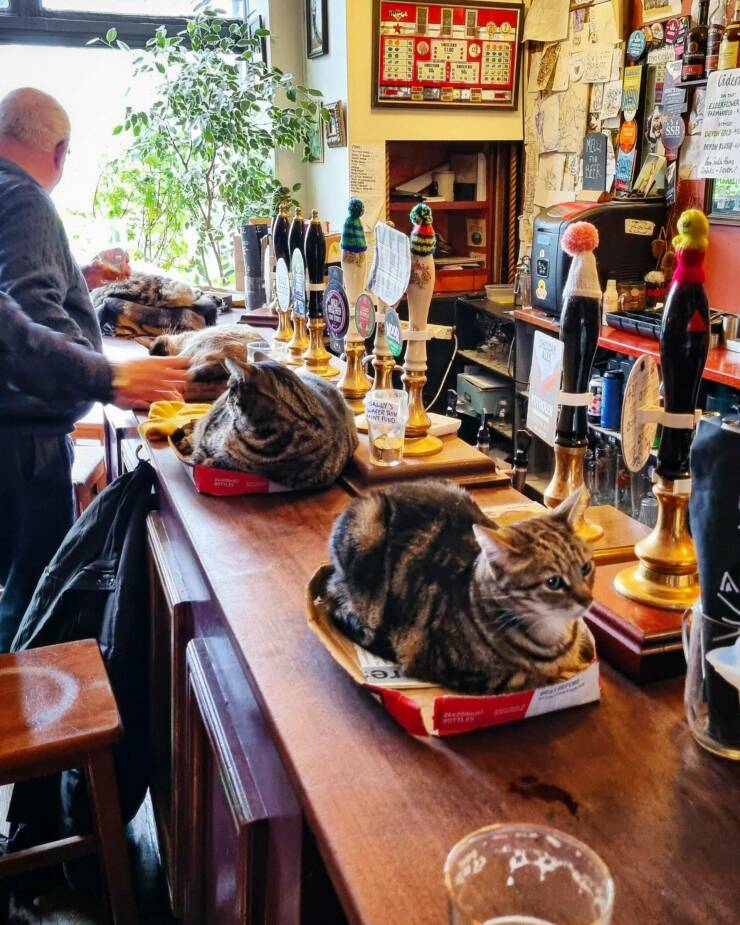 Подборка картинок. Вечерний выпуск - 16.02.2023 (30 фото)