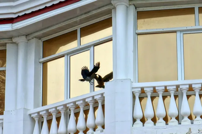 Зачем на стёклах клеят фигуры птиц