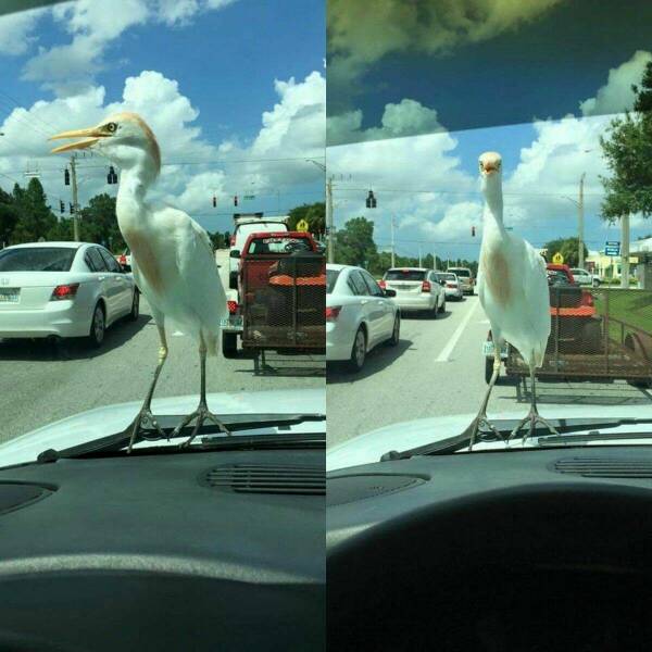 Подборка картинок. Вечерний выпуск - 01.03.2023 (30 фото)