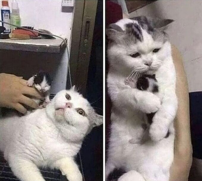 Спасённую кошку недавно стерилизовали. Но вот как она, несмотря на это, отреагировала на маленького котёнка-сиротку с улицы Спасённую кошку недавно стерилизовали. Но вот как она, несмотря на это, отреагировала на маленького котёнка-сиротку с улицы