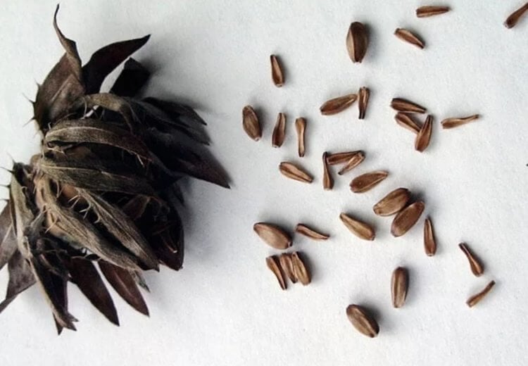 Первый в мире банк семян растений. Впервые о создании хранилищ семян люди задумались в начале 20 века. Фото.