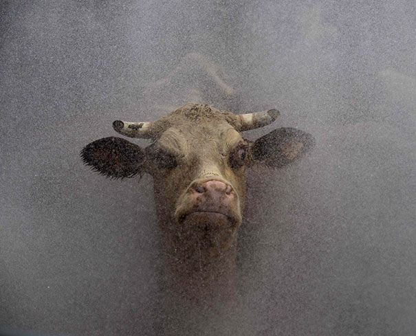 Фотография: 20 злобных животных, которым лучше не переходить дорогу №15 - BigPicture.ru