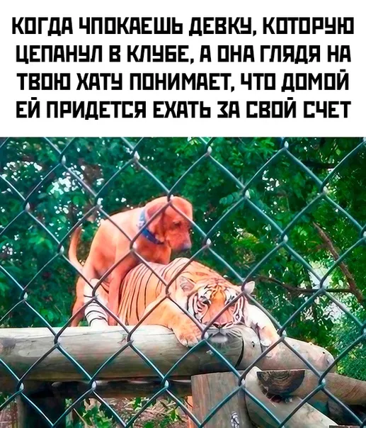 Весёлые