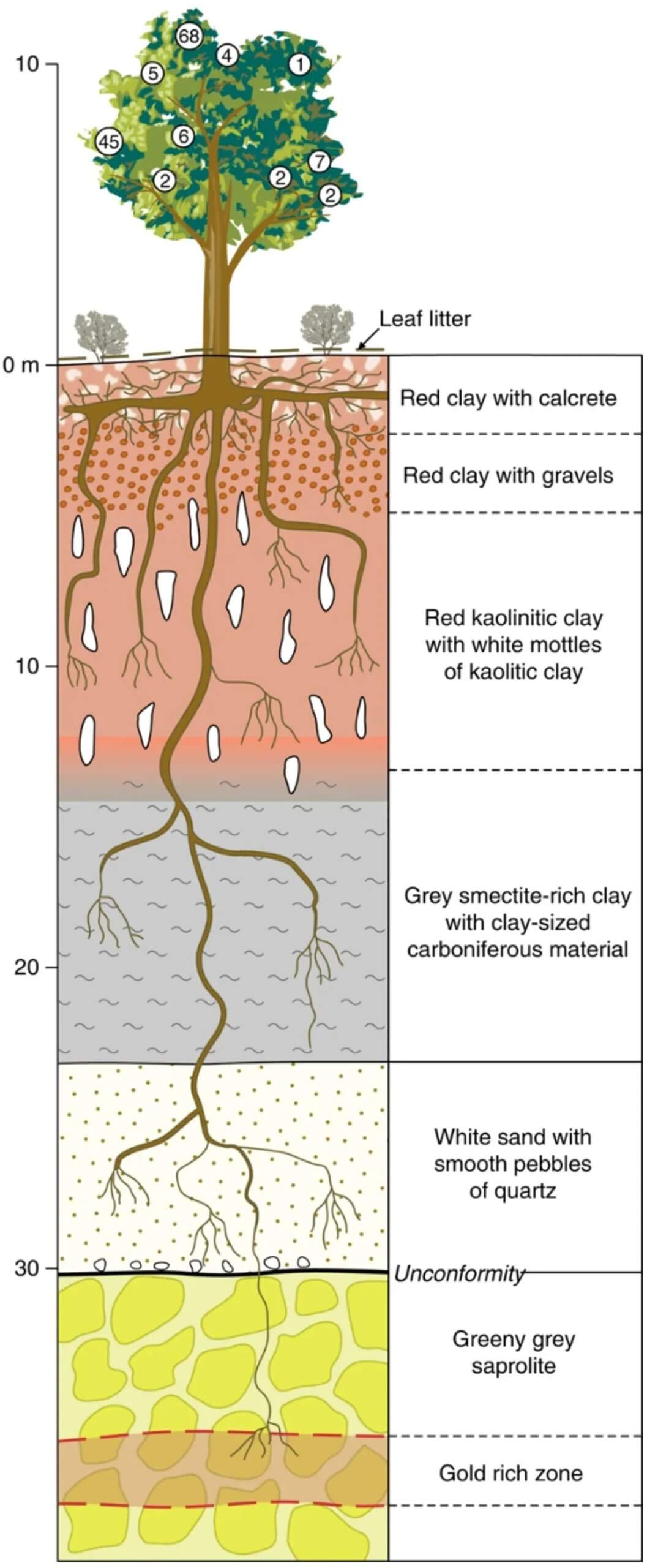 В листьях эвкалипта содержится золото. Золотые частицы попадают в листья эвкалипта благодаря длинным корням дерева. В листьях эвкалипта содержится золото. Золотые частицы попадают в листья эвкалипта благодаря длинным корням дерева. Фото.