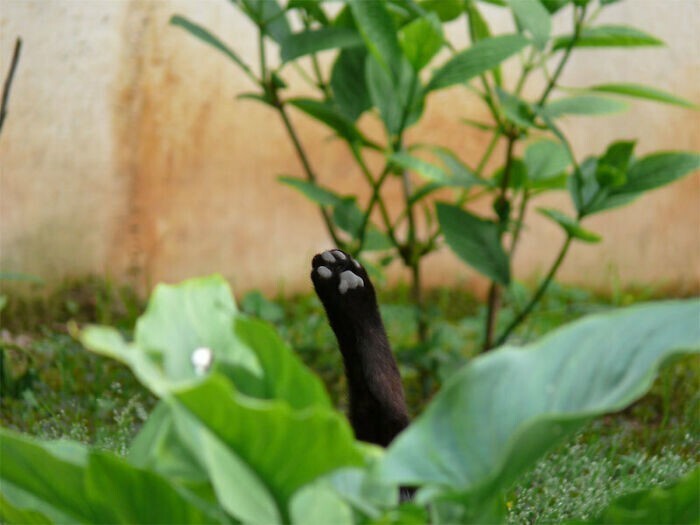 6. Кошачья йога