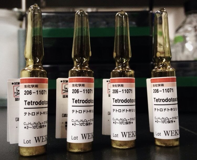 Самый сильный яд в мире. Тетродотоксин является одним из самых страшных ядов на Земле. Самый сильный яд в мире. Тетродотоксин является одним из самых страшных ядов на Земле. Фото.