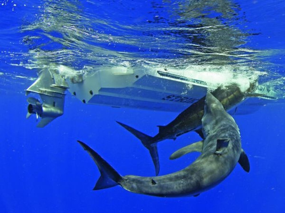 15 жутких и любопытных историй от рыбаков, моряков и дайверов