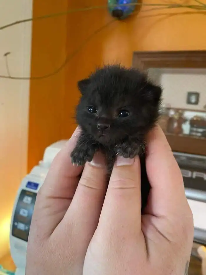 Не подходи близко: котейки, которые выпустили свои когти