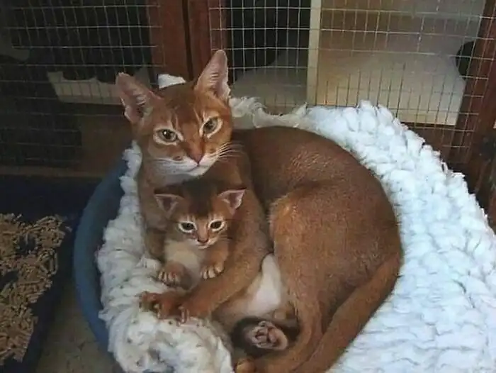 Не подходи близко: котейки, которые выпустили свои когти