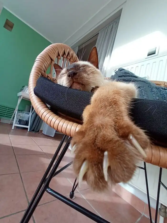 Не подходи близко: котейки, которые выпустили свои когти