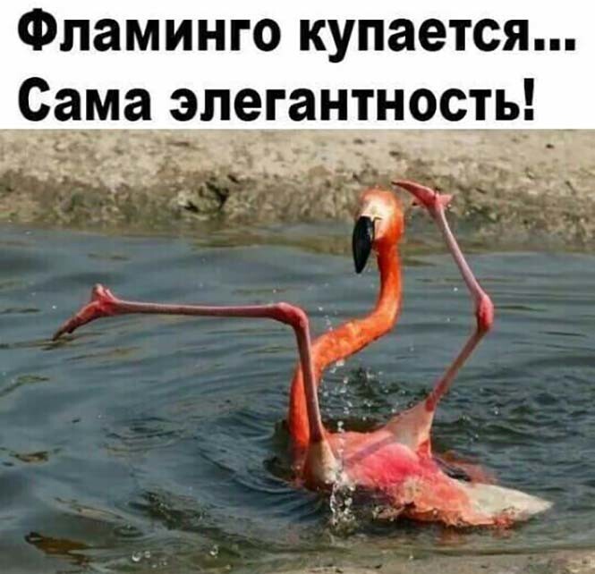 Фотоприколы и прикольные картинки