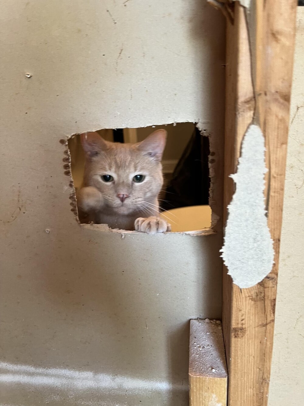 3. Ремонтировал ванную комнату, и пришлось вырезать немного гипсокартона. Мой кот весь день наблюдал за мной через эту дыру