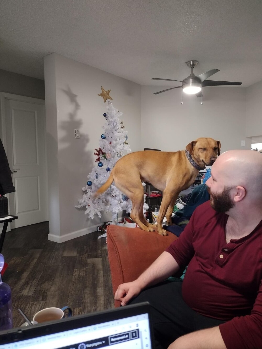 10. Наша собака слишком долго общалась с кошками