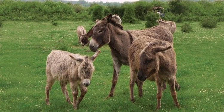 Самый дорогой сыр в мире. Самый дорогой сыр пуле изготавливается из ослиного молока. Самый дорогой сыр в мире. Самый дорогой сыр пуле изготавливается из ослиного молока. Фото.