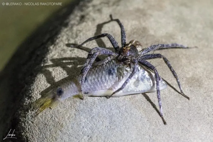 Паук-рыболов: Использует воду, как паутину. Крупный хищник свободно ходит по поверхности водоёма и ловит рыб. Как ему это удаётся?