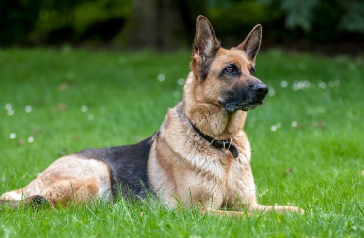 Отличия между собакой и волком. Сложнее всего найти отличия между волком и овчаркой, а вот дикого хищника и домашнего пуделя вряд ли кто-то спутает. Отличия между собакой и волком. Сложнее всего найти отличия между волком и овчаркой, а вот дикого хищника и домашнего пуделя вряд ли кто-то спутает. Фото.