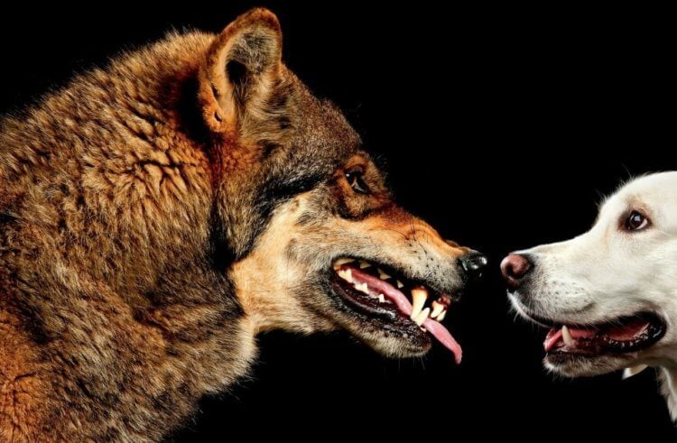 Отличия между собакой и волком. Скорее всего, мозг собак уменьшился из-за отсутствия необходимости выживать и искать пищу — после приручения людьми, их жизнь стала проще. Отличия между собакой и волком. Скорее всего, мозг собак уменьшился из-за отсутствия необходимости выживать и искать пищу — после приручения людьми, их жизнь стала проще. Фото.