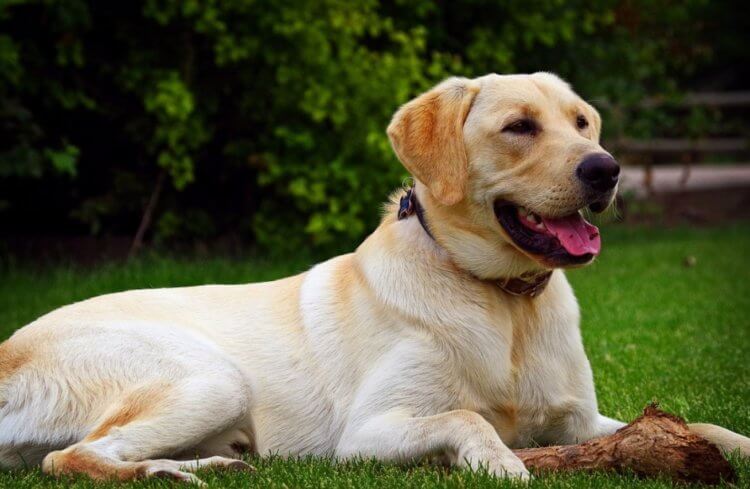 Как изменились собаки после одомашнивания. Самыми добрыми собаками в мире считаются представители породы лабрадор. Как изменились собаки после одомашнивания. Самыми добрыми собаками в мире считаются представители породы лабрадор. Фото.