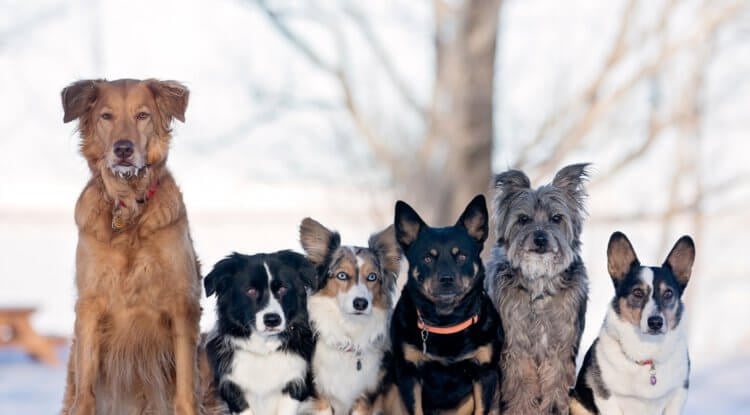 Как изменились собаки после одомашнивания. На сегодняшний день людьми выведено более 400 пород собак, и самой распространенной является немецкая овчарка. Как изменились собаки после одомашнивания. На сегодняшний день людьми выведено более 400 пород собак, и самой распространенной является немецкая овчарка. Фото.