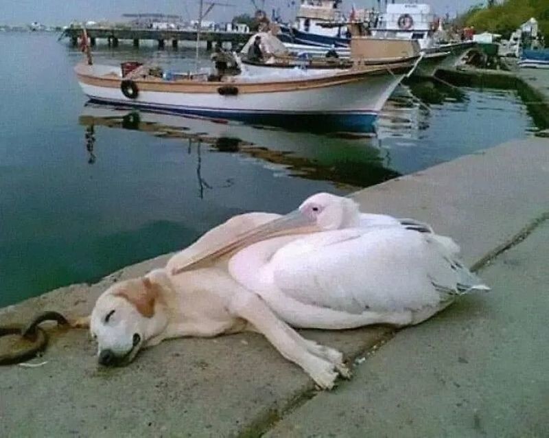 Присматриваю за лучшим другом, пока он спит