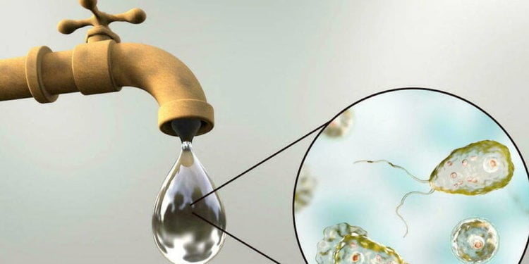 Амебное воспаление мозга может быть излечимо. Заразиться Naegleria fowleri можно даже от водопроводной воды. Фото.